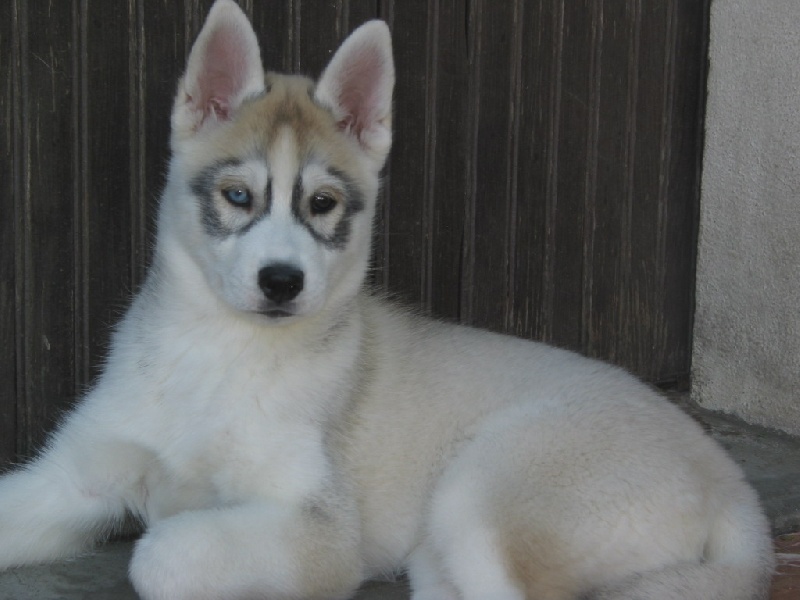 Choolak destination og Island Snaëgerdi