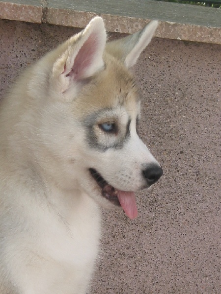 Choolak destination og Island Snaëgerdi