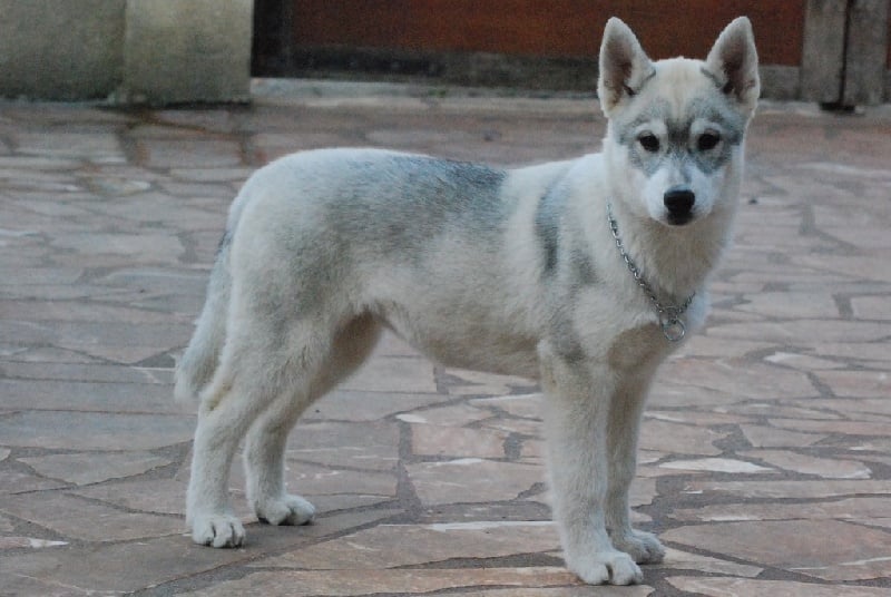 Eyrinn og Island Snaëgerdi