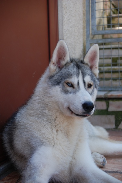 Choolak destination og Island Snaëgerdi
