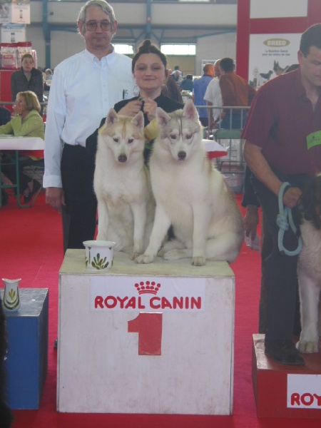 CH. Ushuaïa og Island Snaëgerdi - 2éme excellente - BIS couple avec Wolf son fils