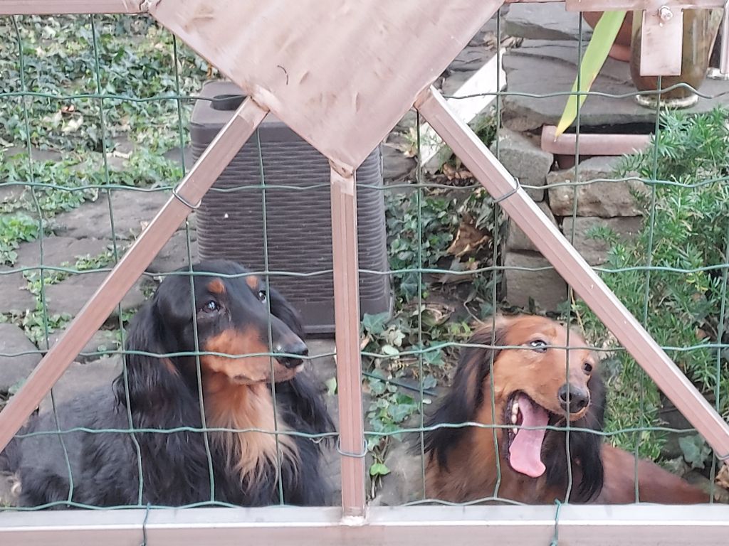 Publication : du reve six coeurs