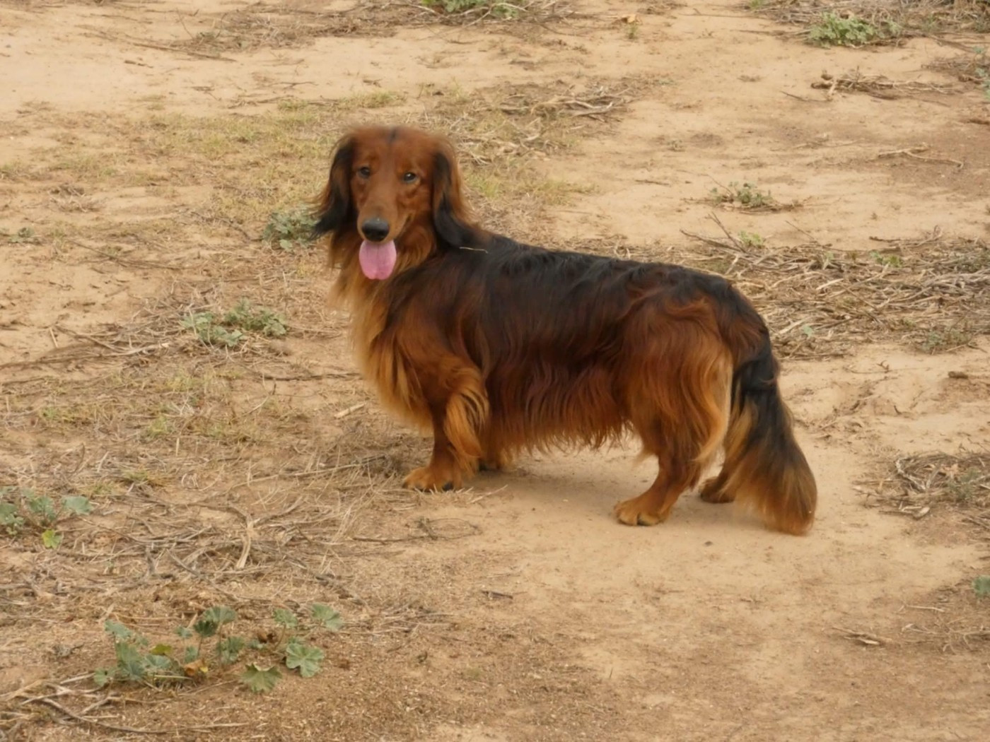 Publication : du reve six coeurs Auteur : F H