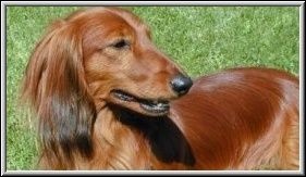 Publication : du reve six coeurs