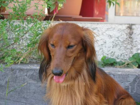 Publication : du reve six coeurs Auteur : f .hahn