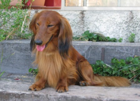 Publication : du reve six coeurs Auteur : f .hahn