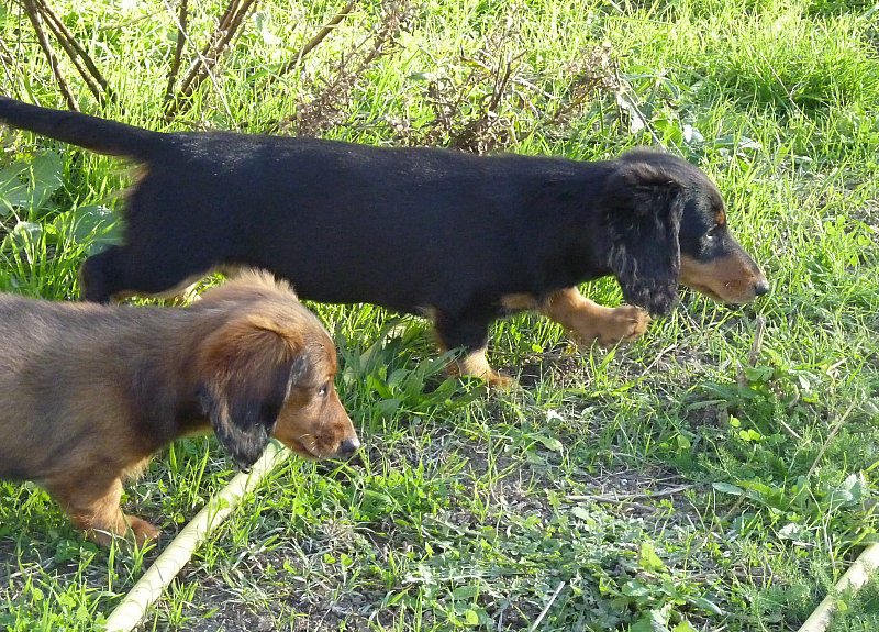 Gnocchi du reve six coeurs