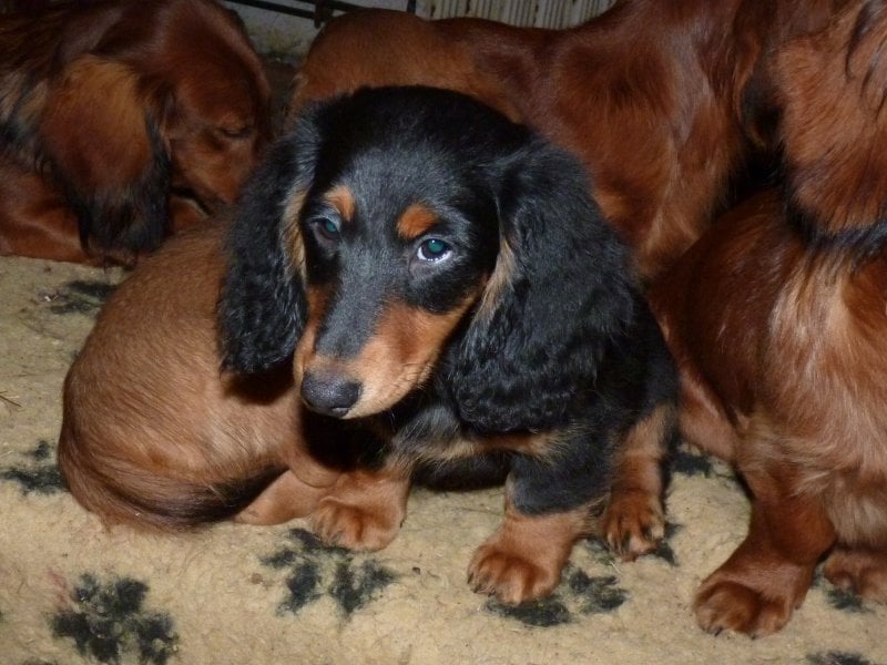 Gnocchi du reve six coeurs