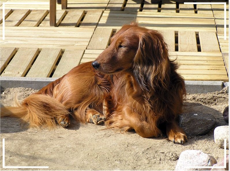 Publication : du reve six coeurs