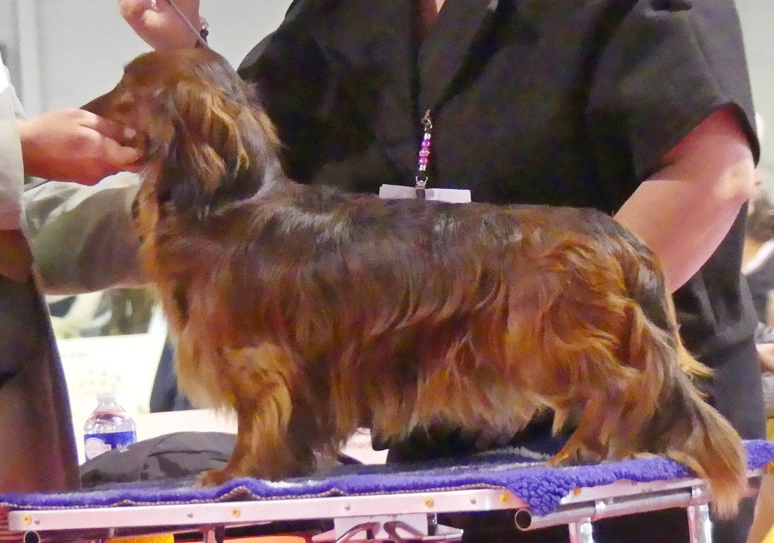 Vésuve du reve six coeurs - 1er exc Cacs Rcacib