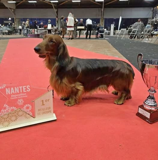 Vésuve du reve six coeurs - 1er exc Cacs bob meilleur de groupe