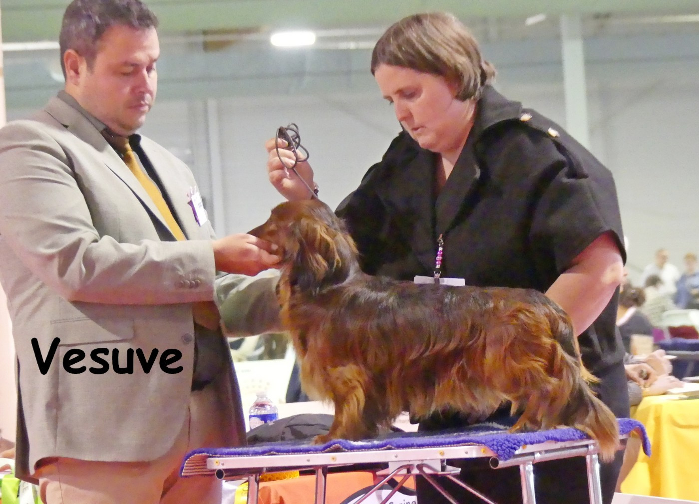 Vésuve du reve six coeurs - 1er exc Cacs bob