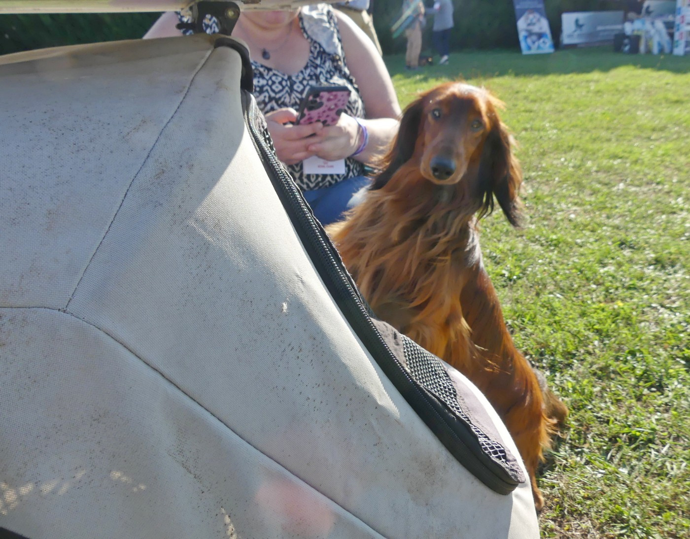 Vésuve du reve six coeurs - 1er exc cacs cacib bob