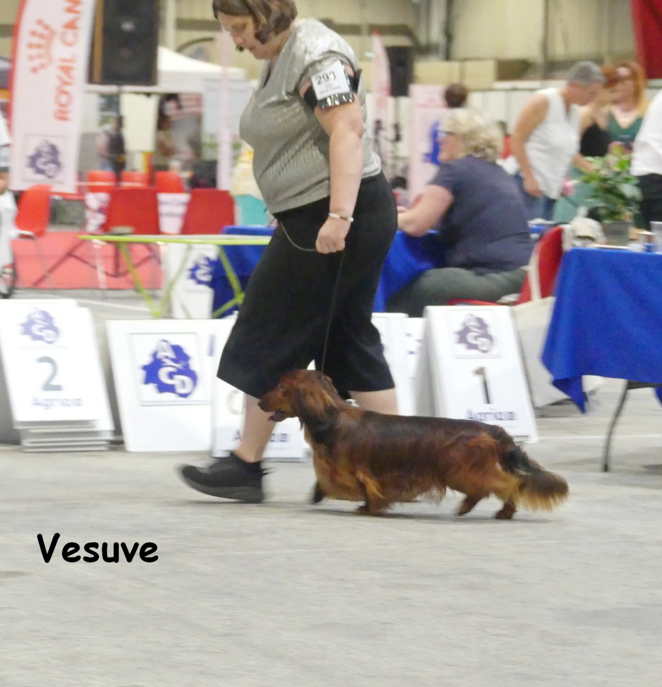 Vésuve du reve six coeurs - 1er exc cacs rcacib