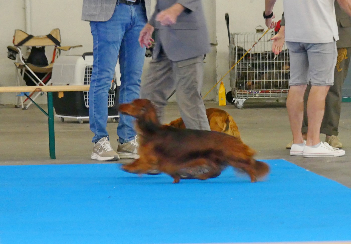 Vésuve du reve six coeurs - 1er exc cacs bob