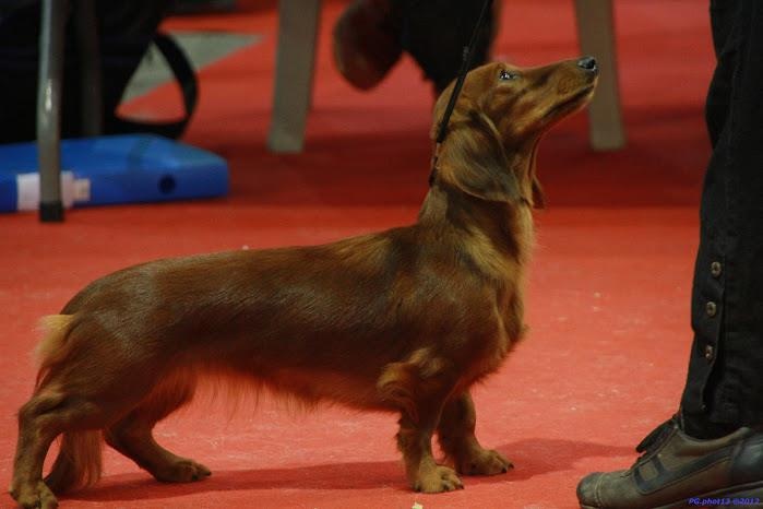 CH. G plus du reve six coeurs - 1 er exe ,meilleur jeune ,Bob