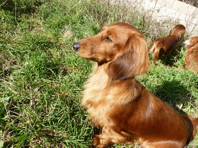 G les crocs du reve six coeurs - 1 er exe ,Cac, Cacib ,Bob