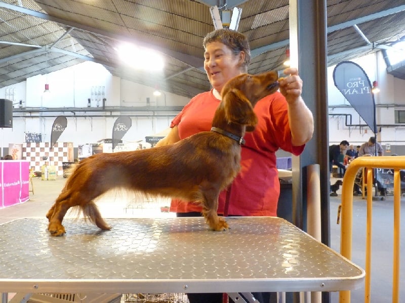 CH. G plus du reve six coeurs - 1er excellent