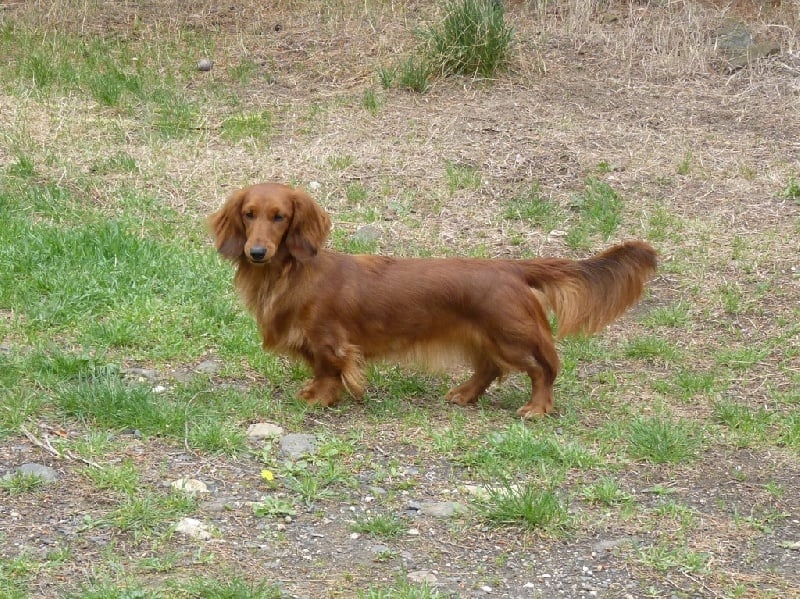 G les crocs du reve six coeurs - 3 eme excellent