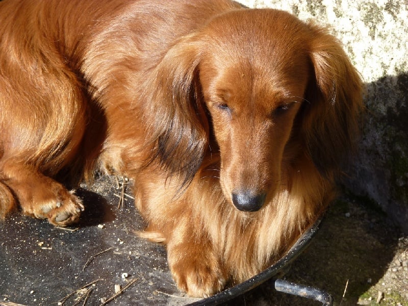 G les crocs du reve six coeurs - 1 er exe ,Cac, Cacib ,