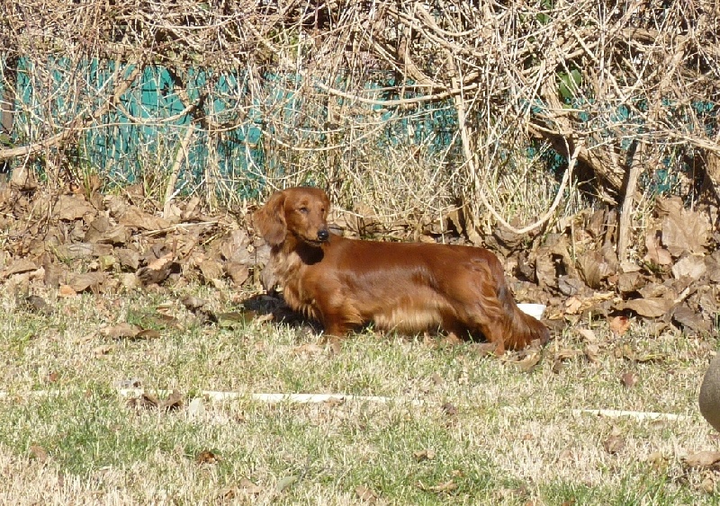 G les crocs du reve six coeurs - très prometteur
