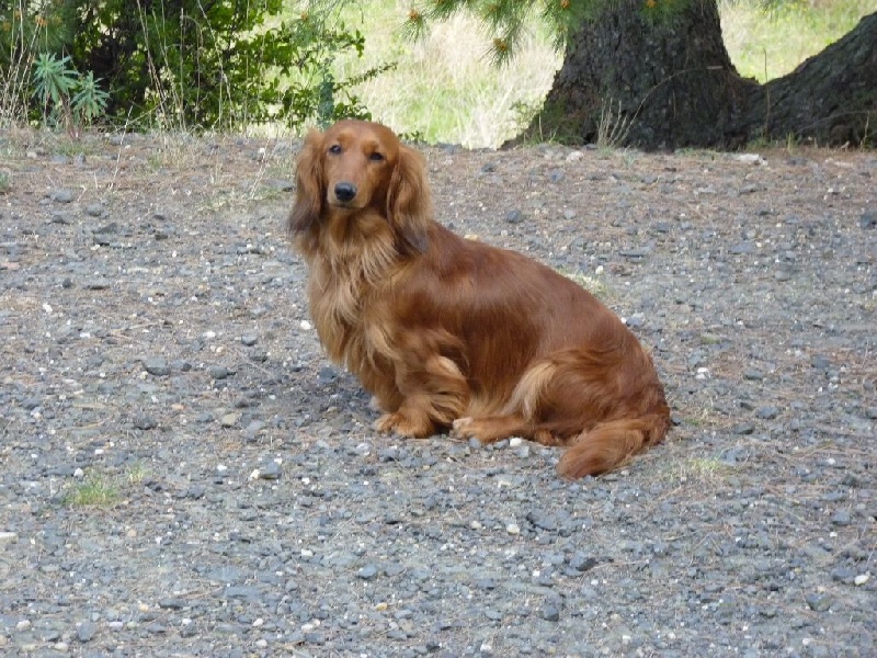 G les crocs du reve six coeurs - 1 er exe ,Cac, Cacib ,