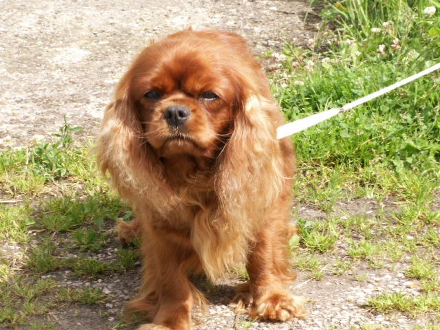 Publication : Des Marais De Bremes Auteur : CH.Delattre