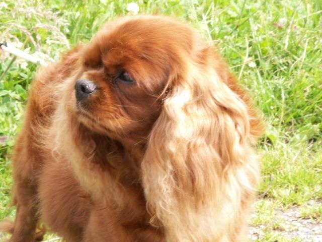 Publication : Des Marais De Bremes Auteur : CH.Delattre