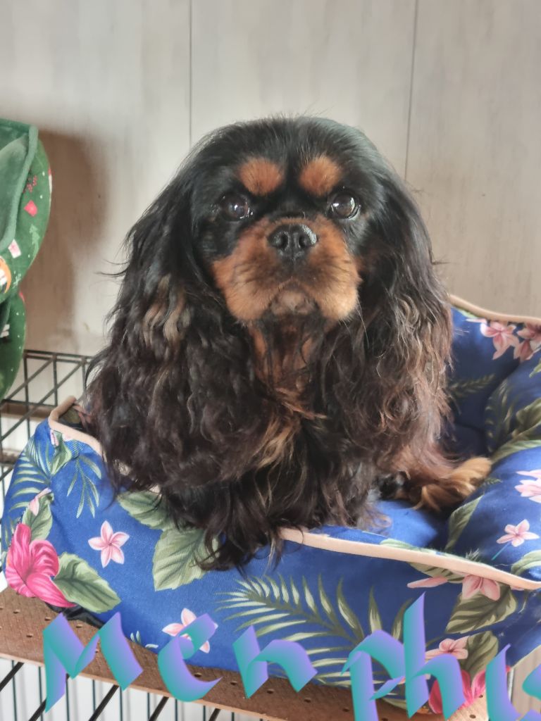 Menphis flowers city