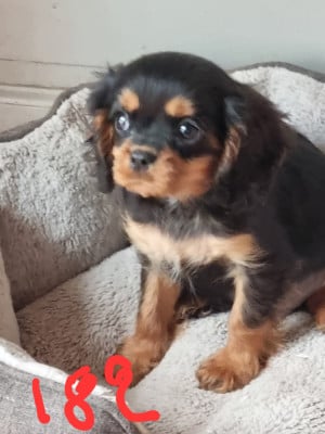 Les chiots de Cavalier King Charles Spaniel