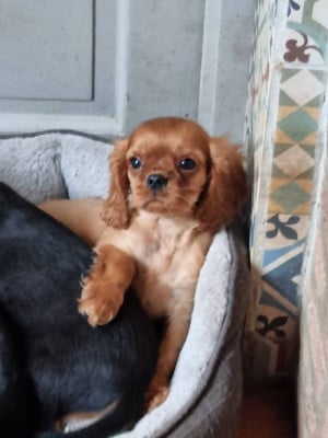 Les chiots de Cavalier King Charles Spaniel
