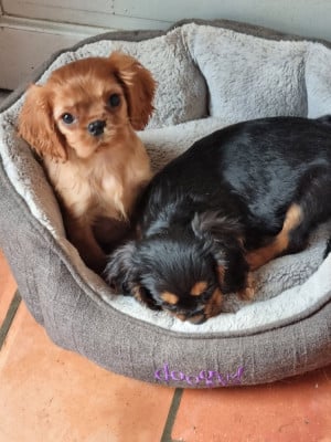 Les chiots de Cavalier King Charles Spaniel