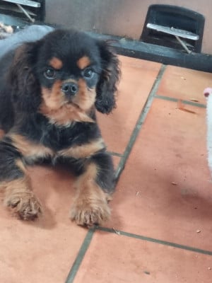 Les chiots de Cavalier King Charles Spaniel