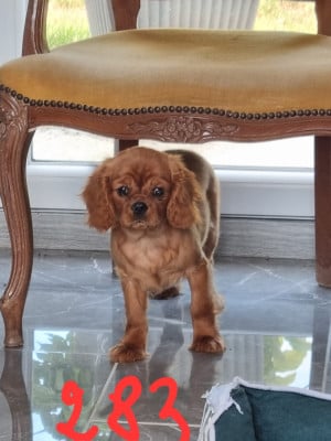 Les chiots de Cavalier King Charles Spaniel