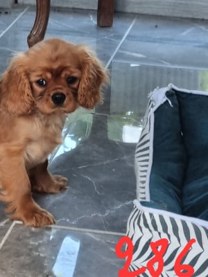 Les chiots de Cavalier King Charles Spaniel