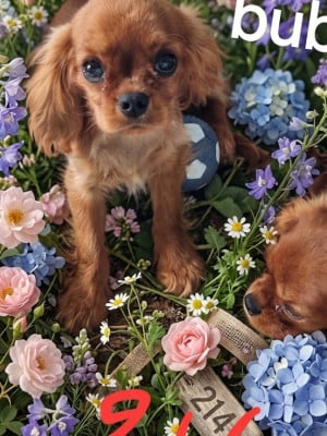Les chiots de Cavalier King Charles Spaniel