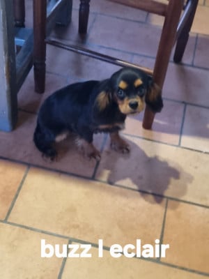 Les chiots de Cavalier King Charles Spaniel
