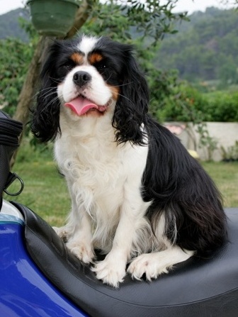 Publication : du clos de la Savouillanne