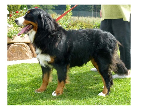 Publication : des Gros Coeurs Auteur : Annabelle Beerlet