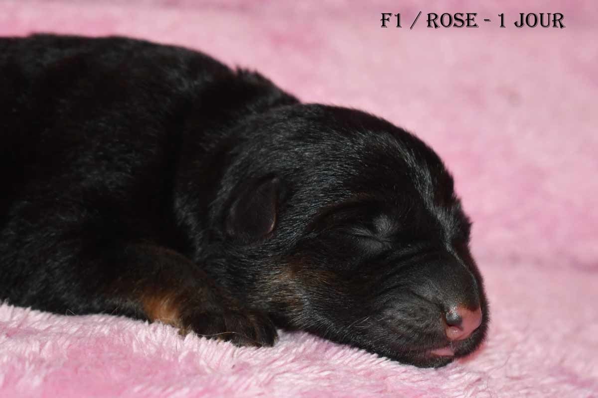 Publication : de la source du Montet