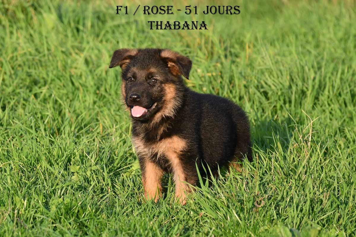 Publication : de la source du Montet