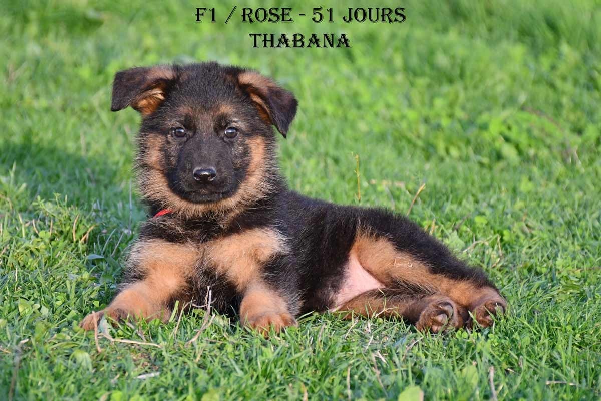 Publication : de la source du Montet