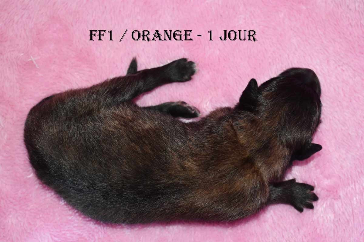 CH. Tendance orangee de la source du Montet