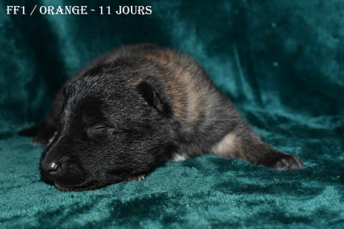 CH. Tendance orangee de la source du Montet