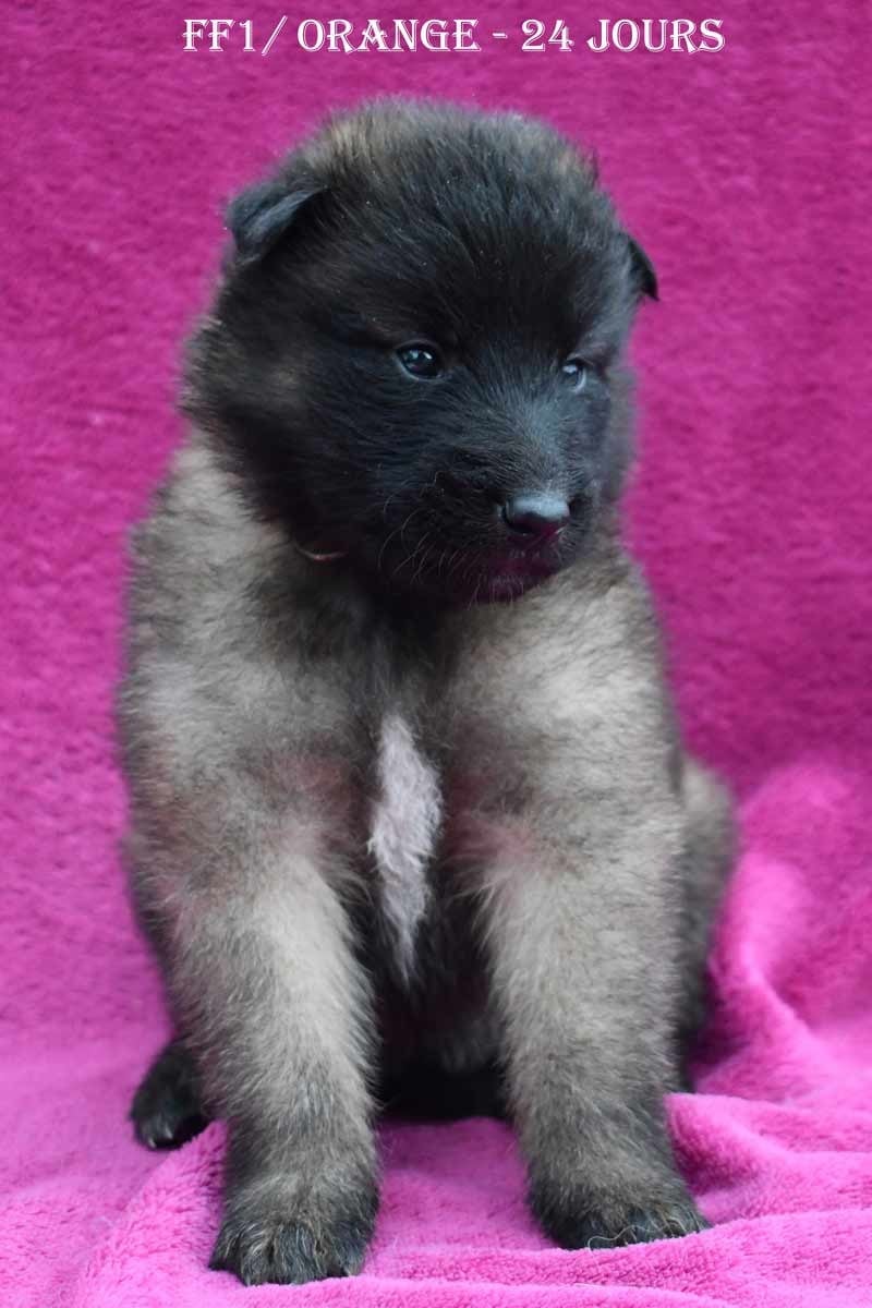 CH. Tendance orangee de la source du Montet