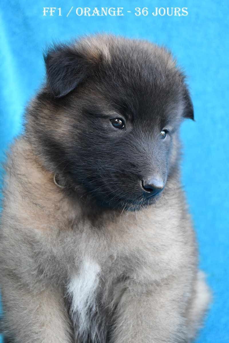 CH. Tendance orangee de la source du Montet