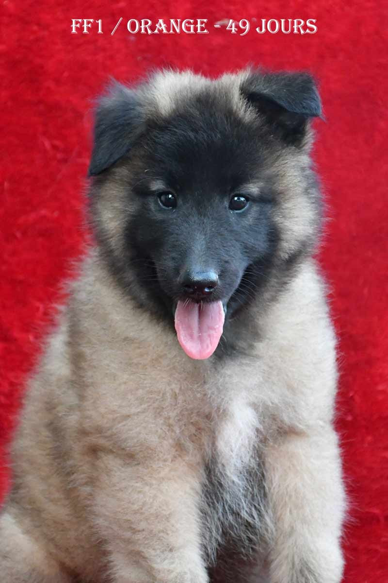 CH. Tendance orangee de la source du Montet