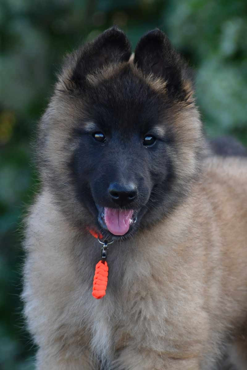 CH. Tendance orangee de la source du Montet