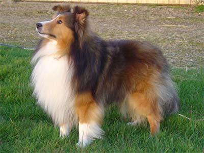 Publication : du Grand Pre D'Ortignac Auteur : Thébault