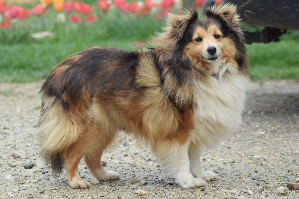 Colombe de la source du Montet